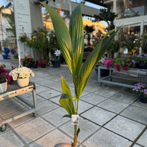 Coconut Palm – Φοινικιά Καρύδας (Cocos Nucifera)