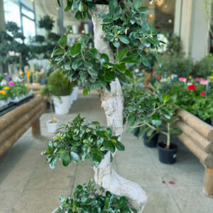 Alternative view of Ficus Microcarpa Bonsai – Διακοσμητικό Δέντρο Μπονσάι