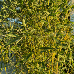 Bamboo Δέντρο – Bambusa