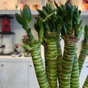 Tiger Bamboo