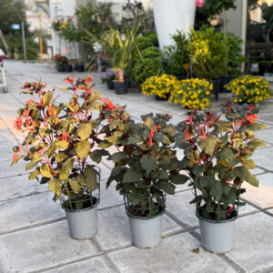 Σκουλαρικιά – Fuchsia Magellanica