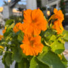 Καπουτσίνος – Tropaeolum Majus