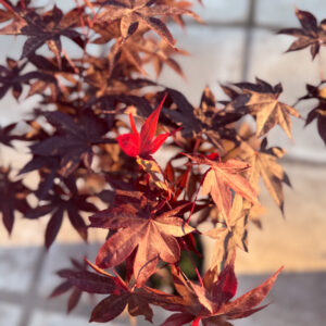 Acer Μπονσάι – Acer Bonsai
