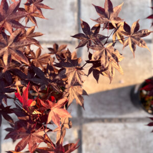 Acer Μπονσάι – Acer Bonsai