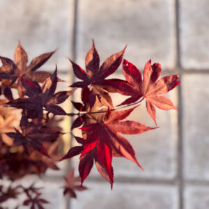 Acer Μπονσάι – Acer Bonsai