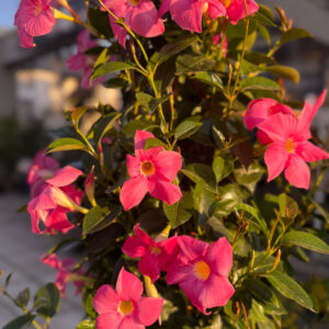 Διπλαδένια – Brazilian jasmine