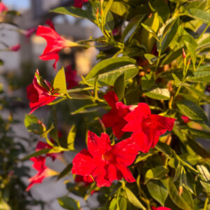 Διπλαδένια – Brazilian jasmine