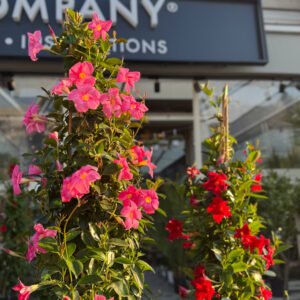 Διπλαδένια – Brazilian jasmine