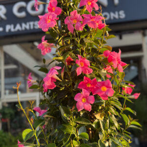 Διπλαδένια – Brazilian jasmine