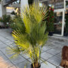 Χαμαίρωπας Χούμιλις – Chamaerops Humilis