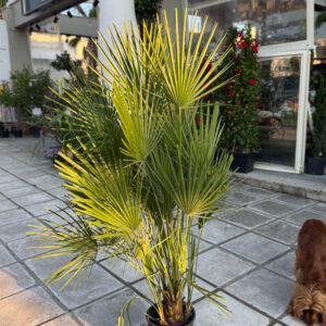 Χαμαίρωπας Χούμιλις – Chamaerops Humilis