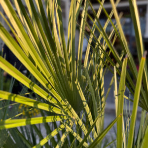 Χαμαίρωπας Χούμιλις – Chamaerops Humilis