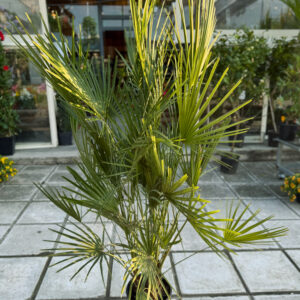 Χαμαίρωπας Χούμιλις – Chamaerops Humilis