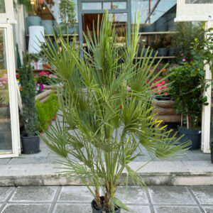 Χαμαίρωπας Χούμιλις – Chamaerops Humilis
