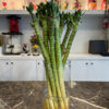 Tiger Bamboo