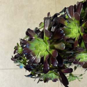 Αιώνιο – Aeonium