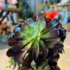 Αιώνιο – Aeonium