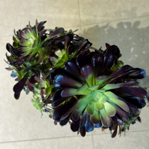 Αιώνιο – Aeonium