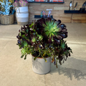 Αιώνιο – Aeonium