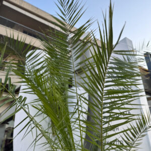 Κανάριος Φοίνικας – Phoenix Canariensis