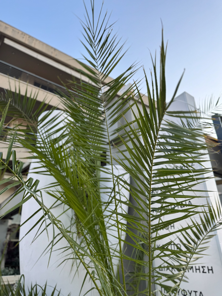 Κανάριος Φοίνικας – Phoenix Canariensis