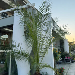 Κανάριος Φοίνικας – Phoenix Canariensis