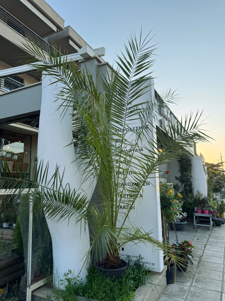 Κανάριος Φοίνικας – Phoenix Canariensis