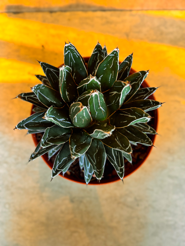 Queen Victoria Agave - Image 2