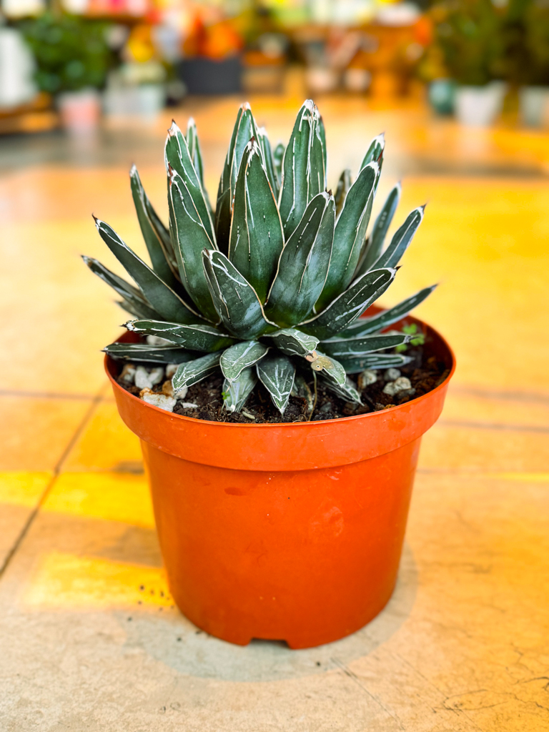 Queen Victoria Agave
