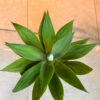 Αγαύη Attenuata