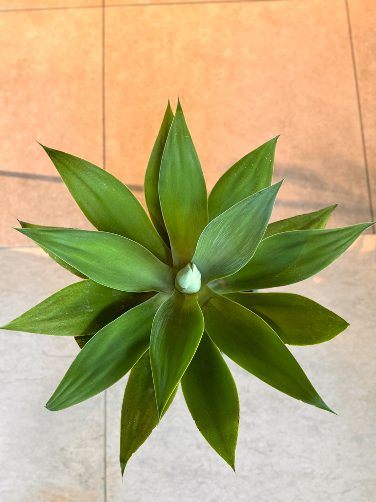 Αγαύη Attenuata