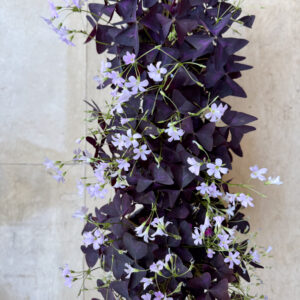 Alternative view of Οξαλίδα (Oxalis triangularis)