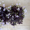 Οξαλίδα (Oxalis triangularis)