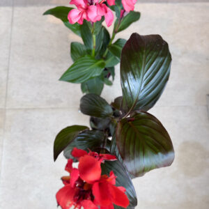Alternative view of Κάννα (Canna indica)