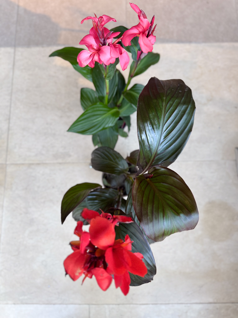 Κάννα (Canna indica) - Image 2