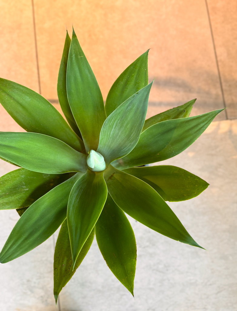Αγαύη Attenuata - Image 3