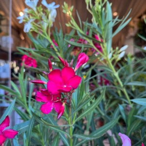 Alternative view of Πικροδάφνη Διαμορφωμένη (Nerium oleander)