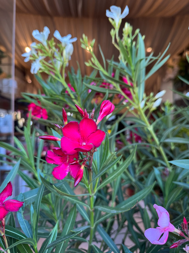 Πικροδάφνη Διαμορφωμένη (Nerium oleander) - Image 2