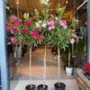 Πικροδάφνη Διαμορφωμένη (Nerium oleander)