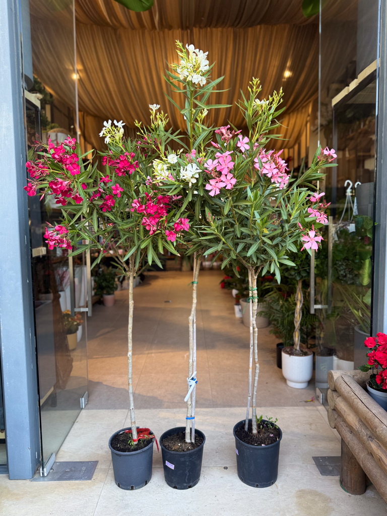 Πικροδάφνη Διαμορφωμένη (Nerium oleander)