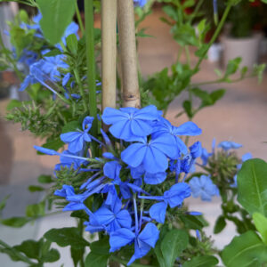 Μπλε Γιασεμί (Plumbago auriculata)