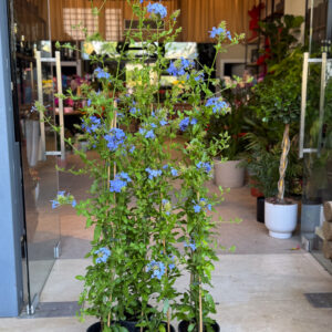 Alternative view of Μπλε Γιασεμί (Plumbago auriculata)