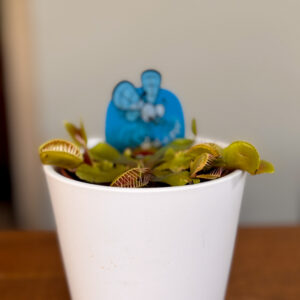Σαρκοφάγο Φυτό (Dionaea Muscipula)