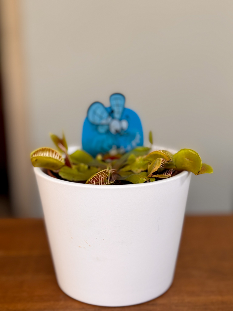Σαρκοφάγο Φυτό (Dionaea Muscipula)