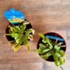 Σαρκοφάγο Φυτό (Dionaea Muscipula)