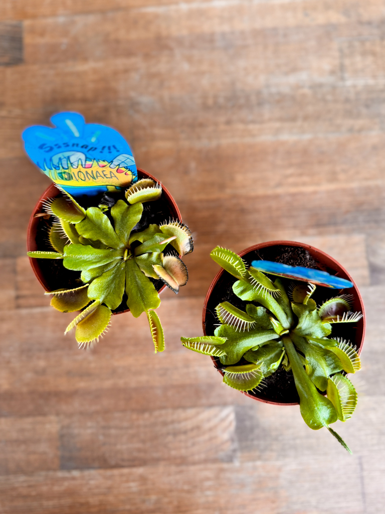Σαρκοφάγο Φυτό (Dionaea Muscipula)