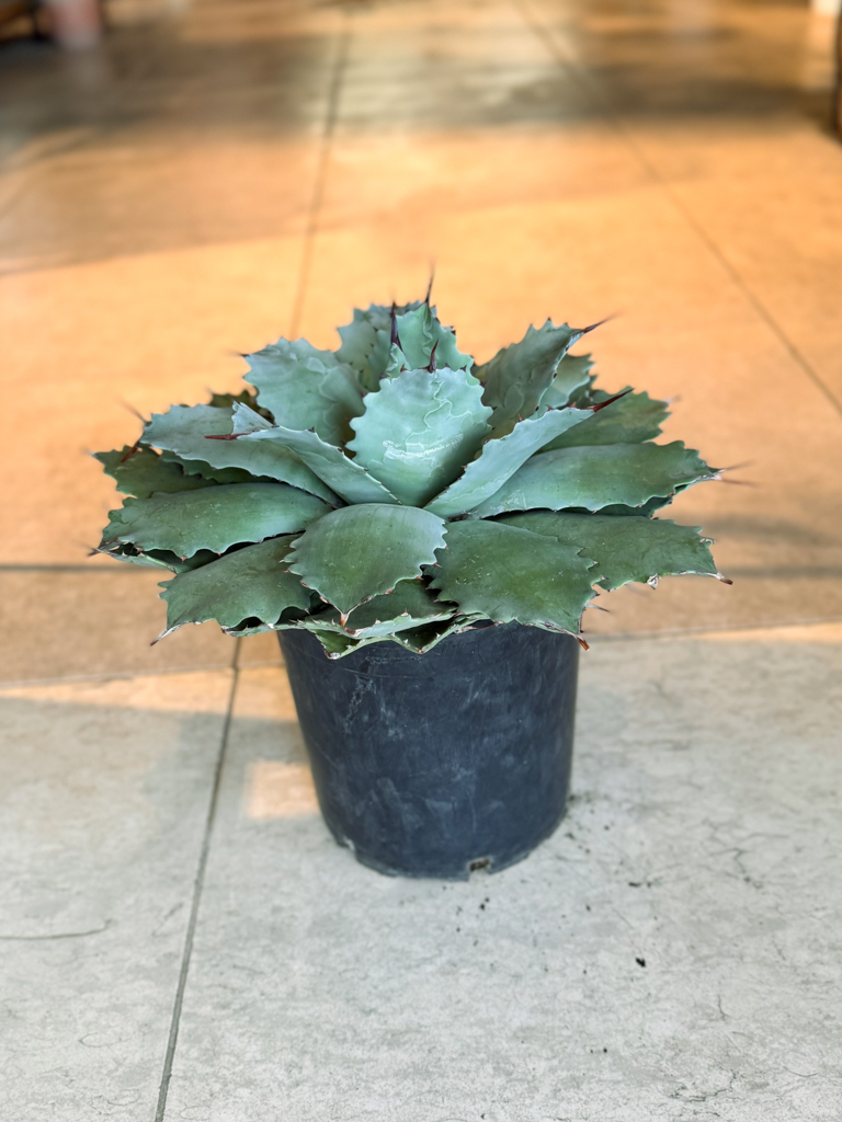 Αγαύη (Agave) - Image 3