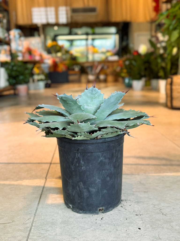 Αγαύη (Agave) - Image 2