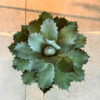 Αγαύη (Agave)
