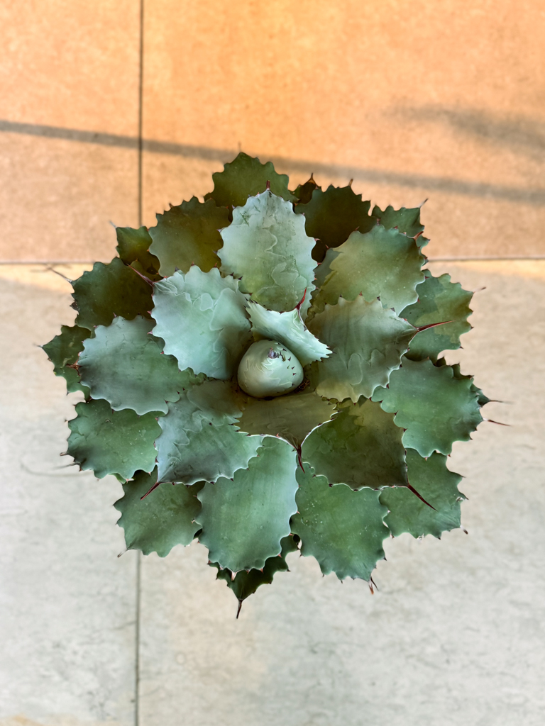 Αγαύη (Agave)